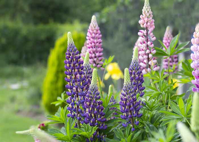 Allergene P: Lupine - Gastroküche